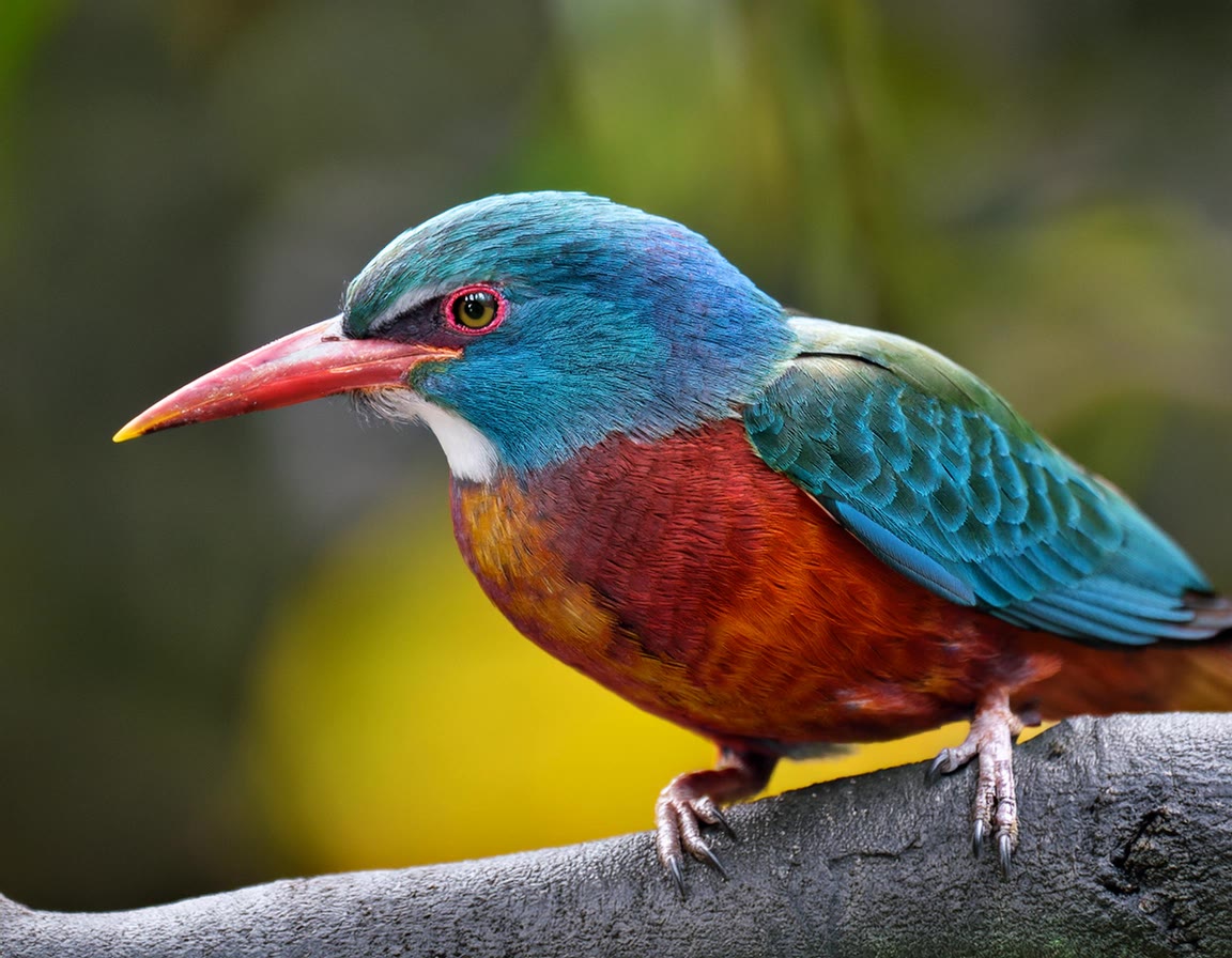 Top 5 Most Colorful Birds