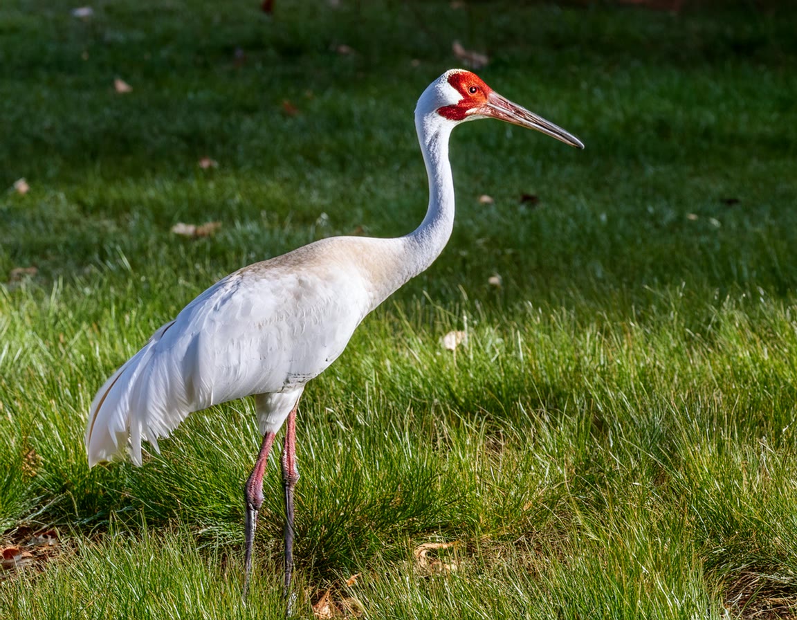 Top 10 Rarest Species of Birds