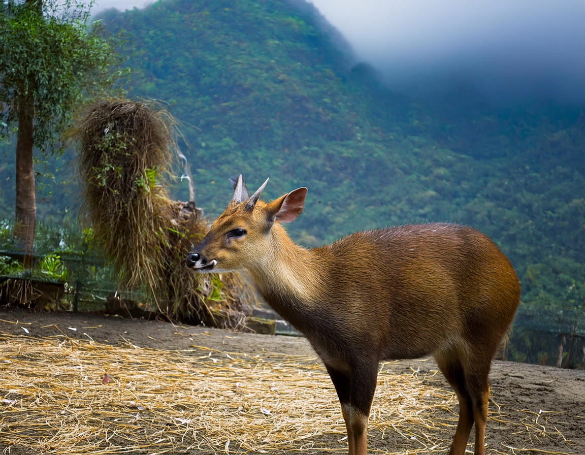 Top 5 Most Rarely Seen Animal Species