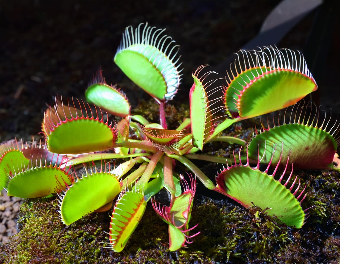 Top 20 Strangest Plant Adaptations